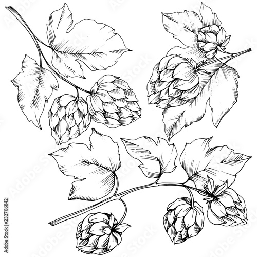 Vector. Black and white engraved humulus ink art. Isolated humulus illus
