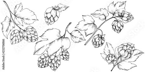 Vector. Black and white engraved humulus ink art. Isolated humulus illus