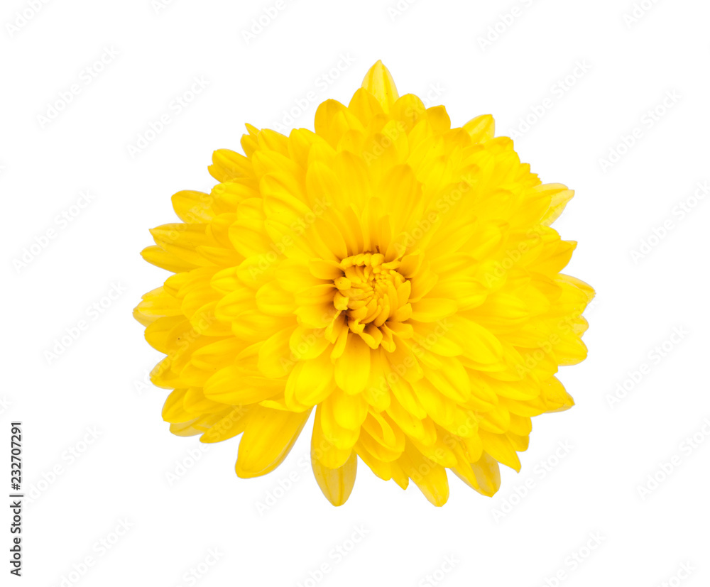 chrysanthemum yellow flowers isolated on the white chrysanthemum yellow flowers isolated on the white