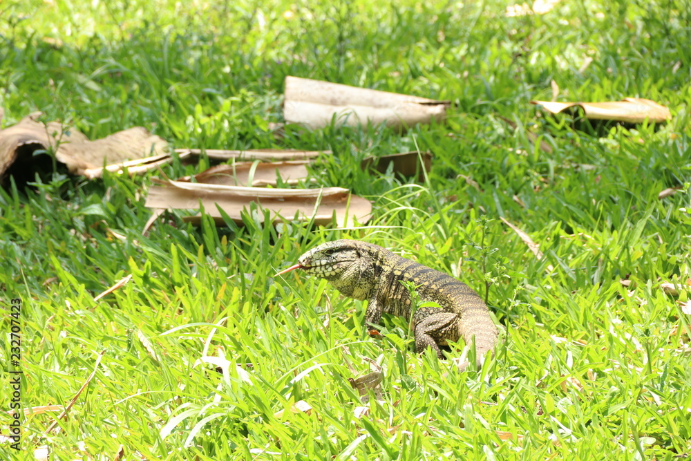 Obraz premium NATURE