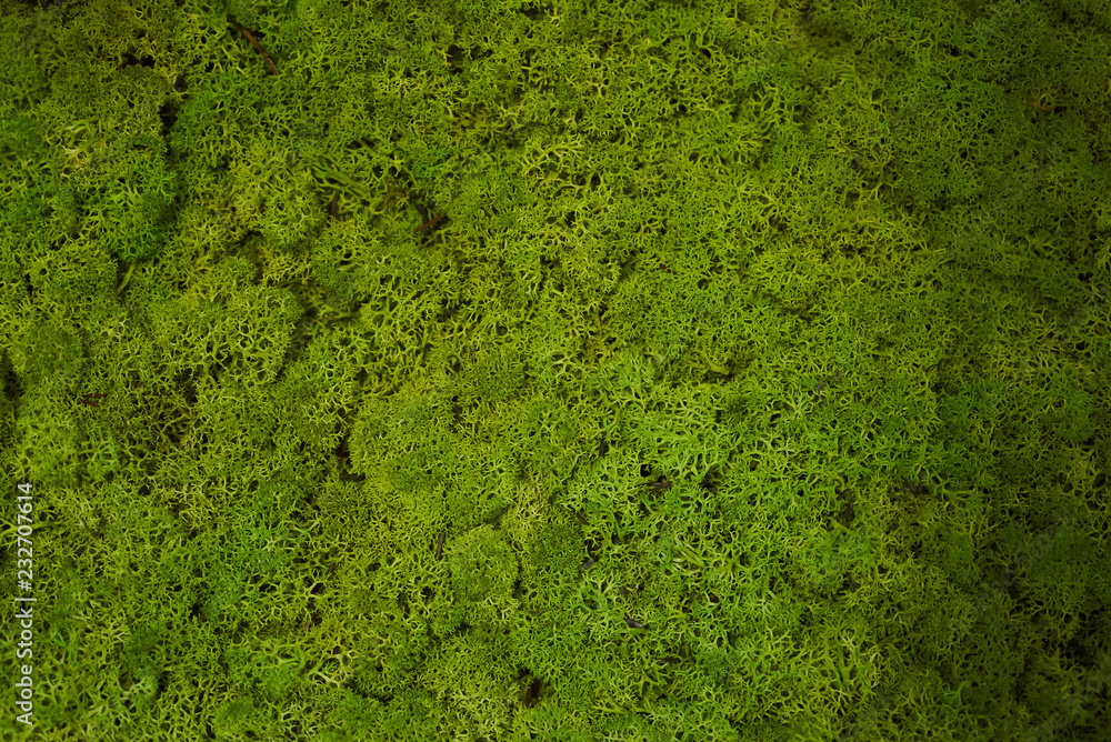 Green moss grass texture background with copy space