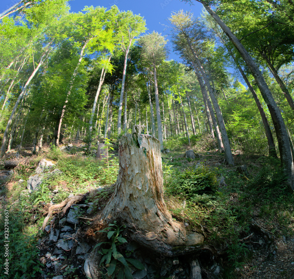 Fototapeta premium Forest of Romandie, Gorges de l'Areuses hiking trail