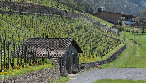 Vineyards of the Oelberg in Walenstadt, Swiss Alps
