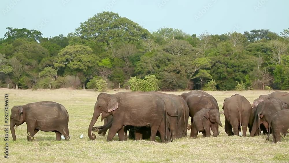 Asian Elephant in Minnerya national park, Sri Lanka - specie family of Elephantidae Asian Elephant in Minnerya national park, Sri Lanka - specie family of Elephantidae