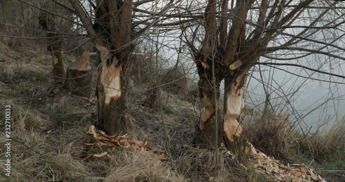 Beaver damage to trees by canal, Rüthi SG in Switzerland photo