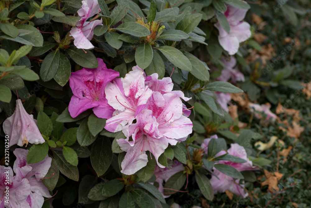 Azalea in bloom Azalea in bloom