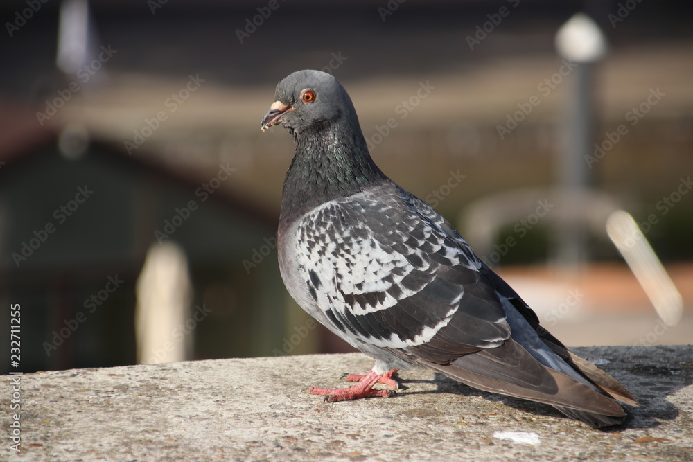 dove or pigeon waiting for food on the streets of Rotterdam in the Netherlands dove or pigeon waiting for food on the streets of Rotterdam in the Netherlands