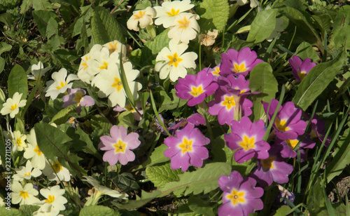 Primulas naturalised on garden lawn, Swiss village of Berschis photo