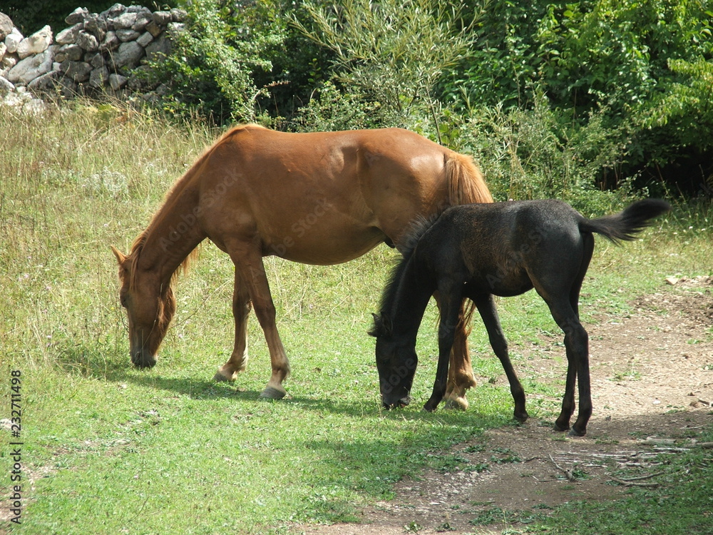 Fototapeta premium horses