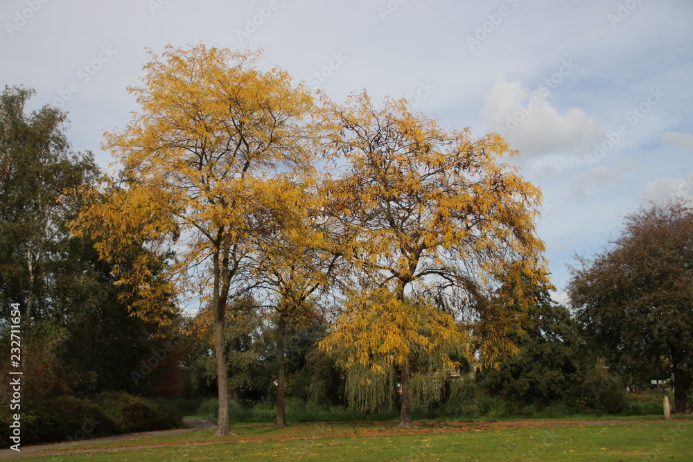 Fototapeta premium yellow leaves on ground and tree at the Bückeburgpark in Nieuwerkerk aan den IJssel
