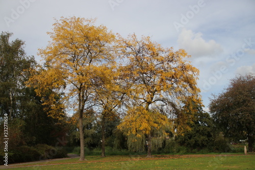 yellow leaves on ground and tree at the Bückeburgpark in Nieuwerkerk aan den IJssel