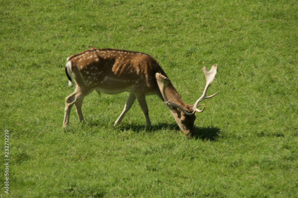 Dama dama; fallow deer on pasture, Walenstadt, Swiss Alps Dama dama; fallow deer on pasture, Walenstadt, Swiss Alps