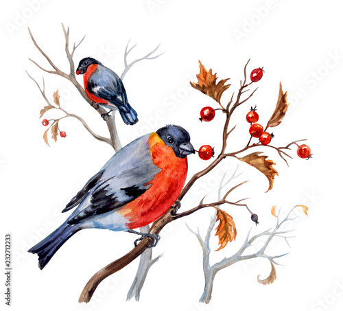 Bullfinches on hawthorn bushes with berries, watercolor illustration on white background, isolated with clipping path.