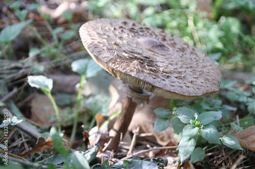 Foto Clitocybe nebularis or clouded agaric in the forest during autumn season in the