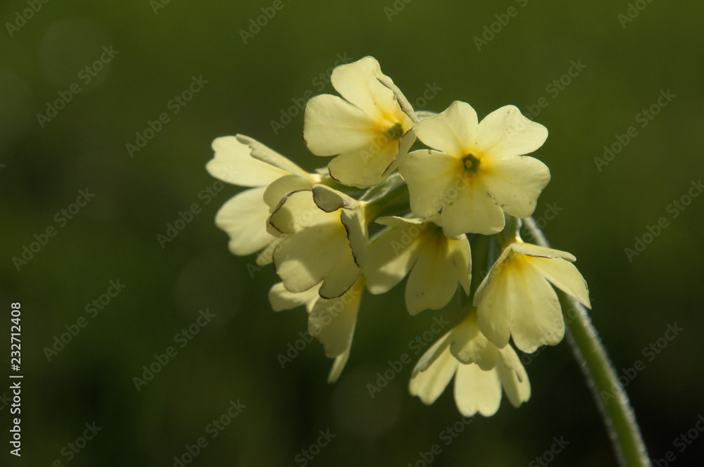 Primula elatior; oxlips flowering in Flums meadow, Swiss Alps Primula elatior; oxlips flowering in Flums meadow, Swiss Alps