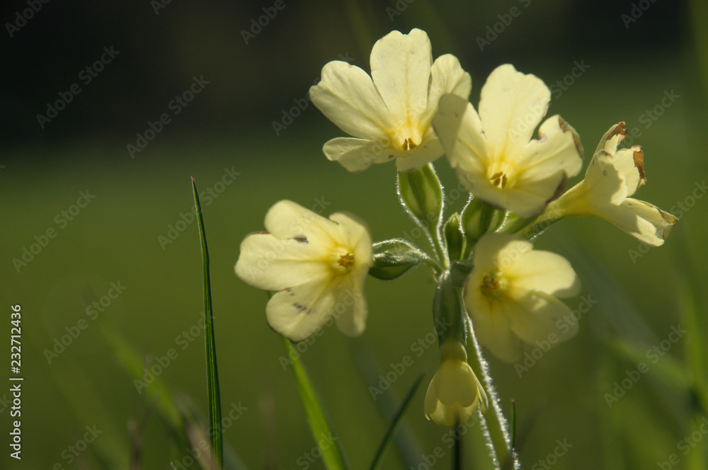 Obraz premium Primula elatior; oxlips flowering in Flums meadow, Swiss Alps