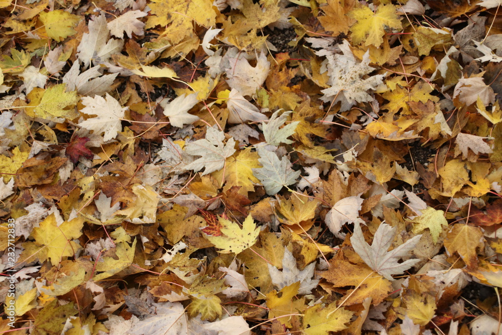 Colored leaves on the ground during autumn season in Rotterdam Colored leaves on the ground during autumn season in Rotterdam