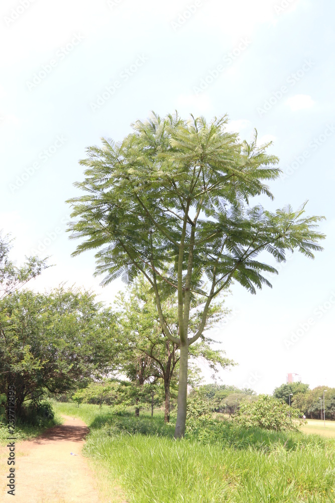 Obraz premium LANDSCAPE