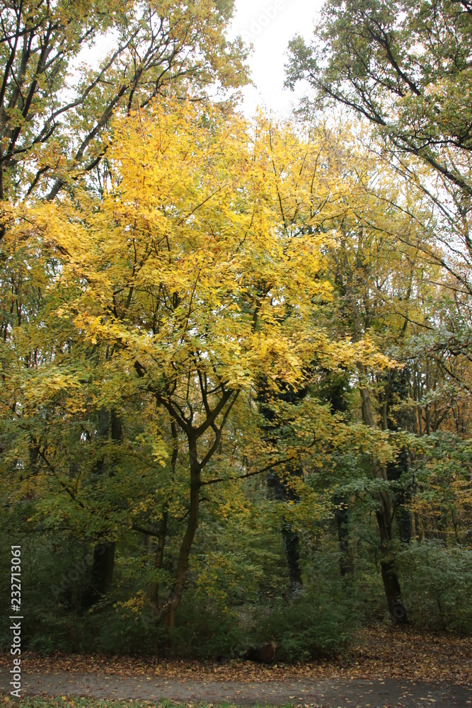 Yellow, orange, brown and red leaves in the Kralingse Bos Rotterdam in the Netherlands during autumn of 2018 in the Netherlands