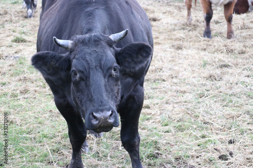 Black and red frysian Bulls on a meadow in Nieuwerkerk aan den IJssel in the Netherlands photo