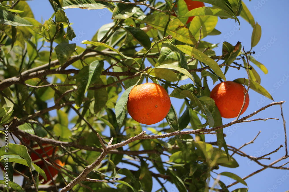 Ripe oranges in Syracuse, Sicily Italy