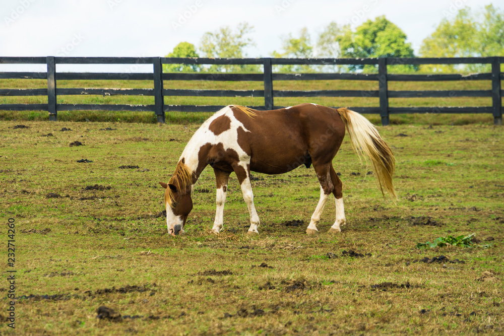 Fototapeta premium Horse Grazing in Lexington, Kentucky