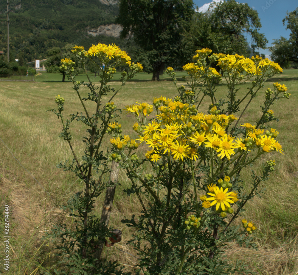 Obraz premium Senecio jacobaea; ragwort by Swiss roadside, town of Flums