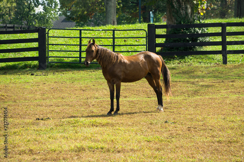 Horse on Farm in Lexington, Kentucky