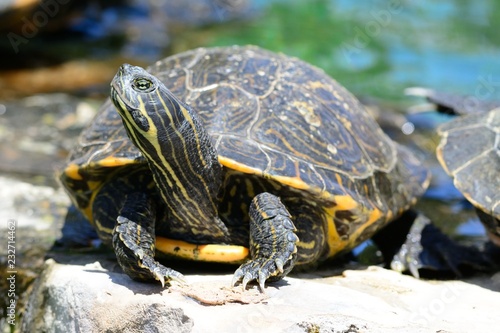 Close up portrait of a turtle by the waters edge photo