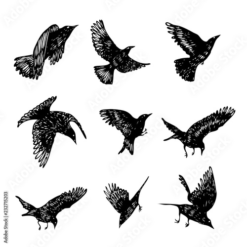 Set of black raven birds, hand drawn crows flock. Drawing sketch. Vector.