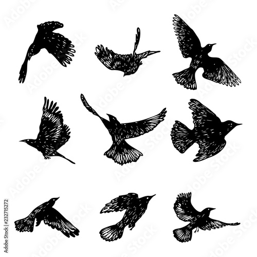 Set of black raven birds, hand drawn crows flock. Drawing sketch. Vector.