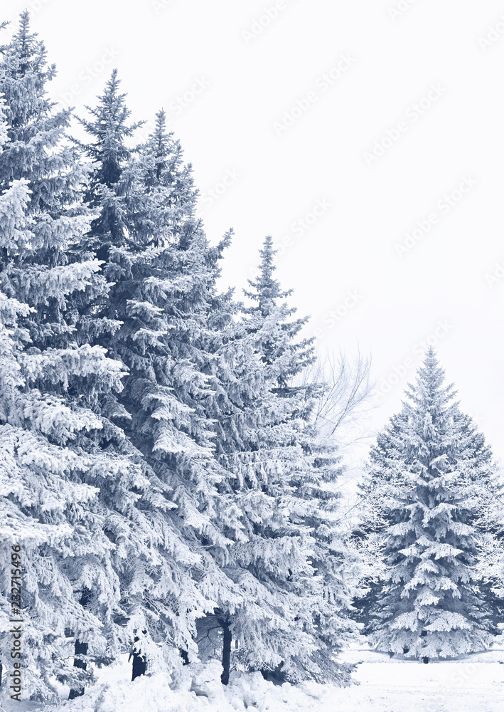 Snow-covered woods