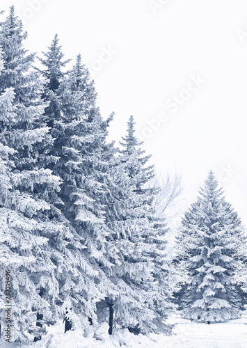 Snow-covered woods © Ortis