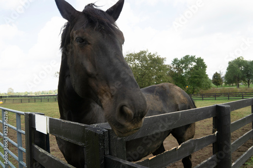 Horse on Farm in Kentucky. © Jesse Kunerth