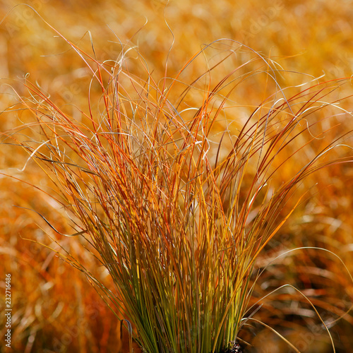 Carex testacea Prairie Fire / ornamental grass