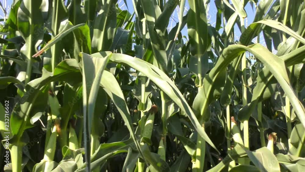 Driving plates along rows of corn plants with cobs Driving plates along rows of corn plants with cobs