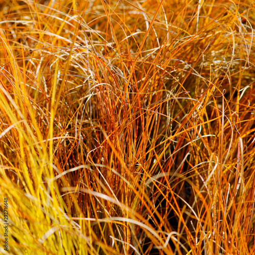 Carex testacea Prairie Fire / ornamental grass