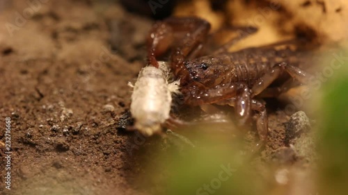 Mexico scorpion eating a silverfish photo