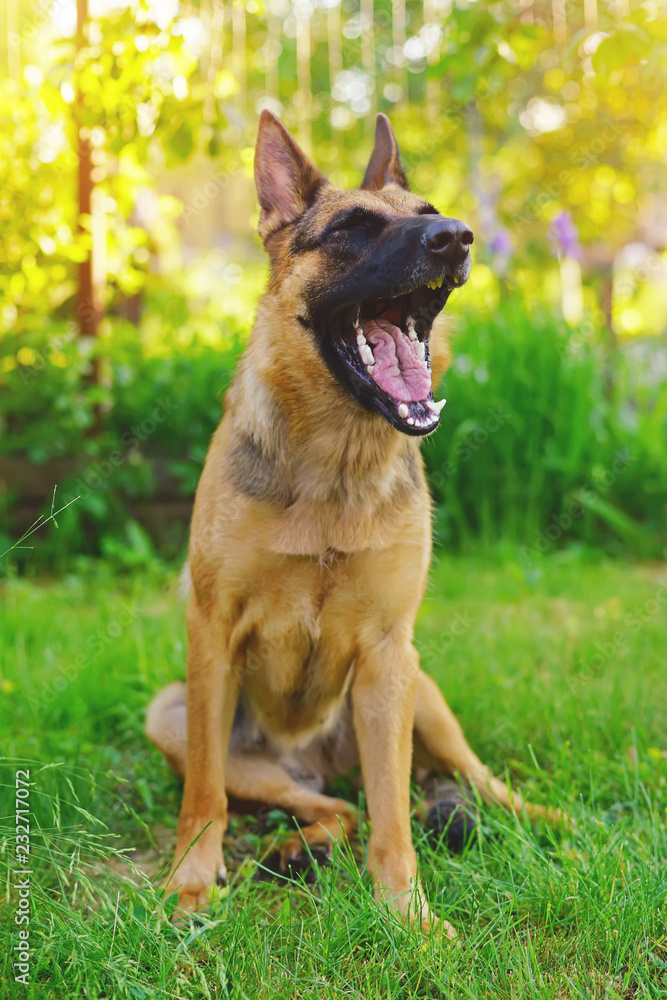 Funny short-haired German Shepherd dog sitting on a green grass and yawning in summer
