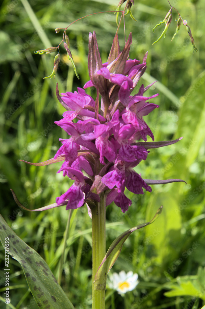 Orchis mascula; early purple orchid on Flumserberg Orchis mascula; early purple orchid on Flumserberg