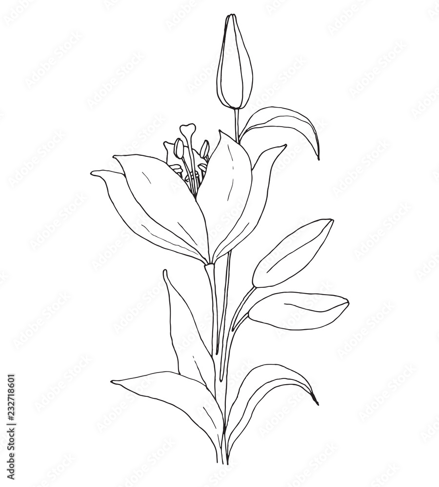 Sketch of flowers. Lily isolated on white background. Vector illustration Sketch of flowers. Lily isolated on white background. Vector illustration