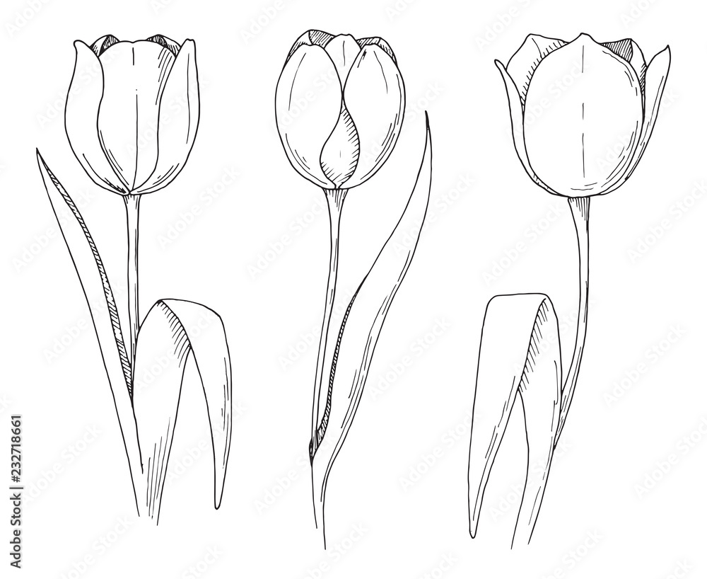 Sketch of spring flowers. Tulips isolated on white background. Vector illustration Sketch of spring flowers. Tulips isolated on white background. Vector illustration