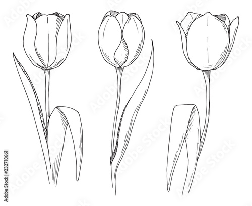 Sketch of spring flowers. Tulips isolated on white background. Vector illustration