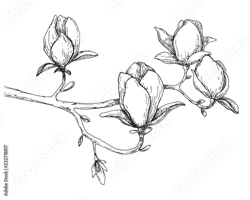 Sketch of spring flowers. Magnolia isolated on white background. Vector illustration