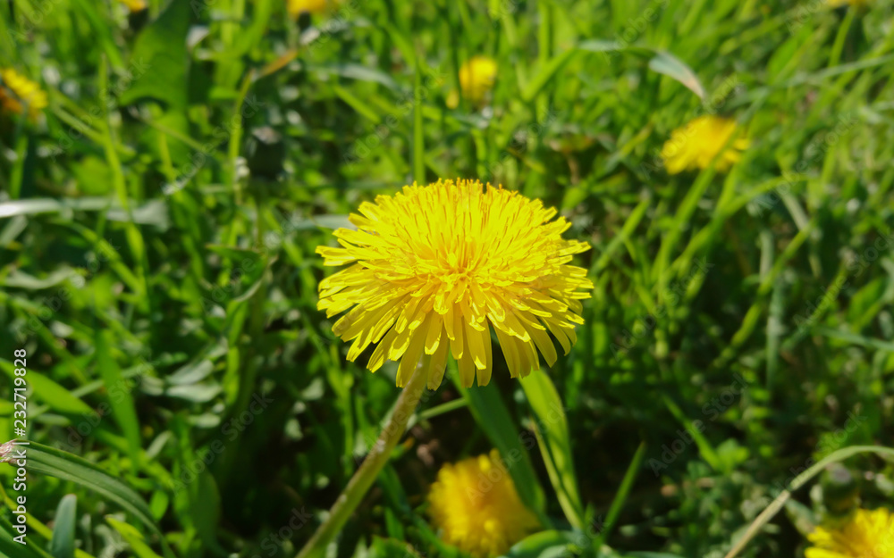 Yellow dandelions on the grass Yellow dandelions on the grass