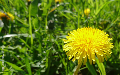 Yellow dandelions on the grass