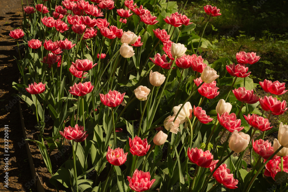 Fototapeta premium Red flowers in a garden background