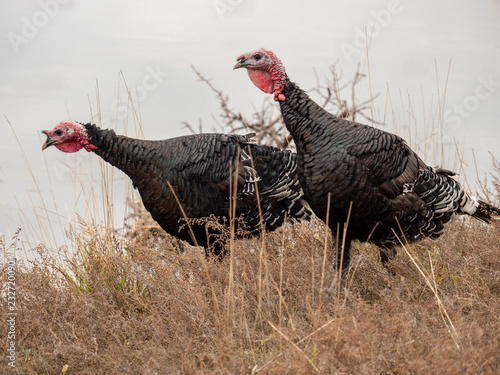 Wild Turkey (Meleagris gallopavo) graze onfield next to river. small farm in south of Russia. photo