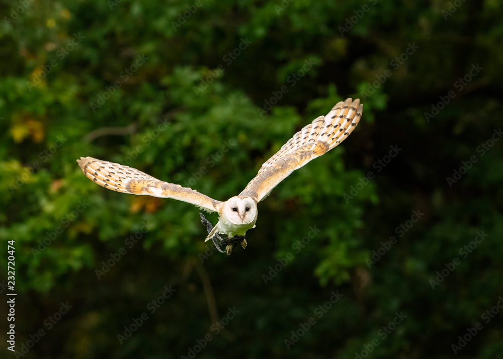 Obraz premium British Barn Owl in flight