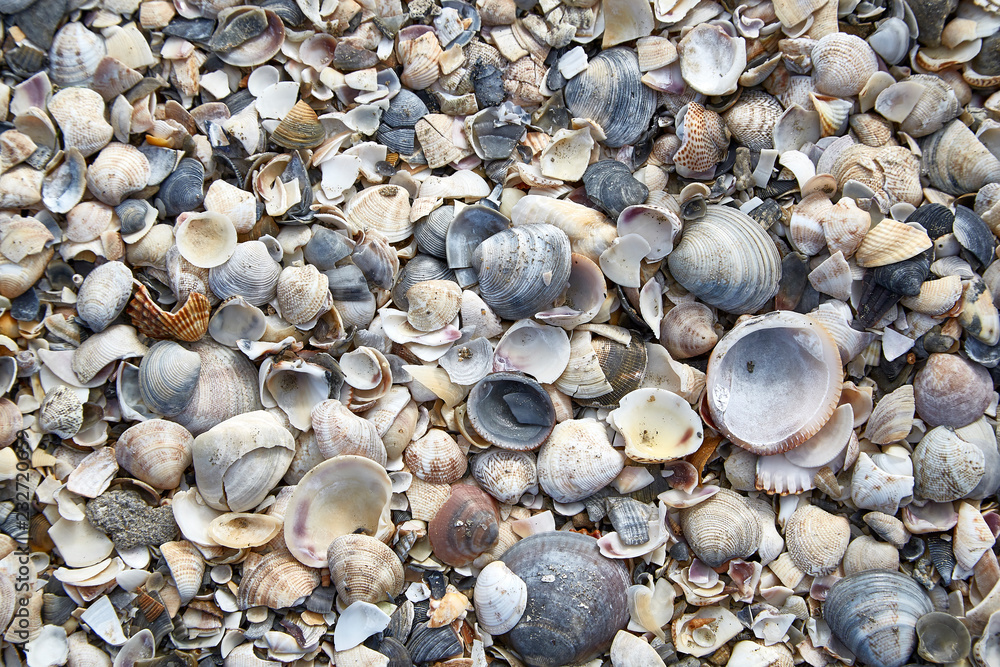 many numerous hard shells on a beach pattern